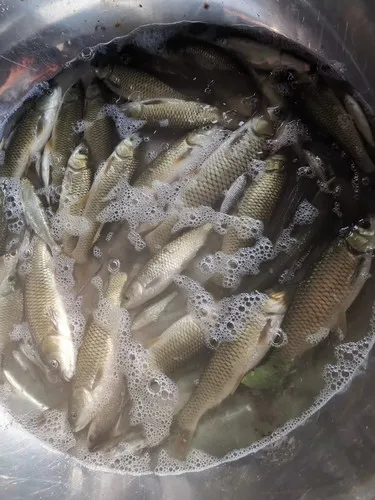草鱼中钩后在水面翻腾挣扎的瞬间